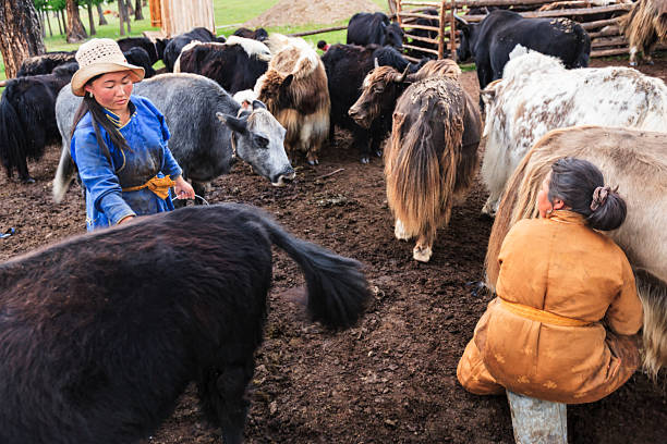 Two women in heavy, traditional coats work among a crowded pen of long-haired yaks: one woman in a blue robe and straw hat tends animals while another in an orange coat squats on a small stool milking a yak. The ground is muddy, wooden fencing and trees frame the background, and a dense cluster of shaggy yaks fills the scene, conveying an active pastoral routine.