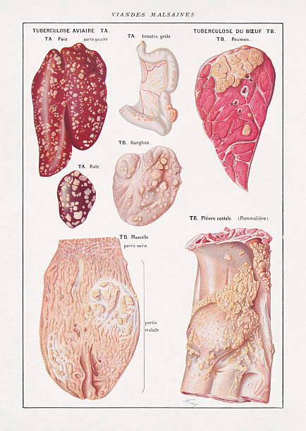 Halftone color illustration on the theme of unhealthy meats.