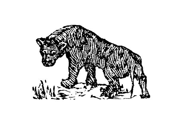 Hyena standing on grass, rendered with intricate line work to capture its distinctive posture, heavy forequarters, and shaggy coat, old vintage illustration, 1897