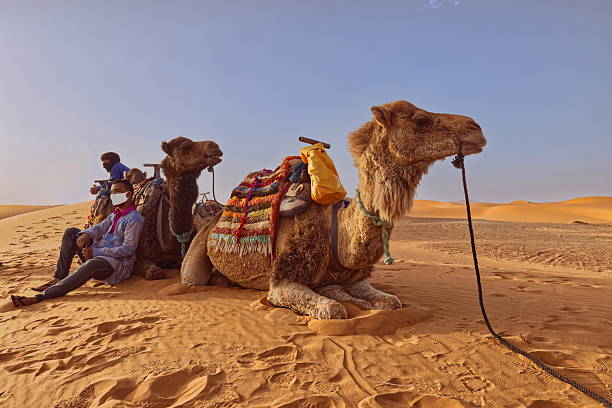Merzouga, Morocco-April 4, 2023: Camel drivers (non-recognizable) and their dromedaries take a break on the Erg Chebbi sands at early sunset while on their W-to-E way from the town to the desert camps