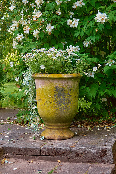 A weathered, ochre-toned garden urn sits on stone steps, filled with white flowers and trailing greenery. Behind it, a lush green wall of flowering vines creates a serene, timeless outdoor scene perfect for home and landscape imagery in Denmark.