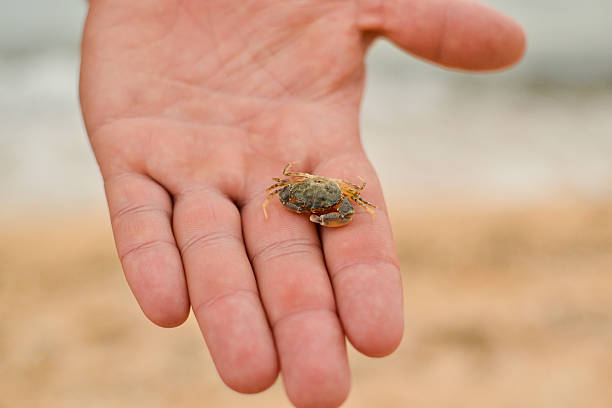 Stock photo showing close-up view of small sand crab being held by an unrecognisable person on a beach whilst the tide comes in as breaking waves in the background.