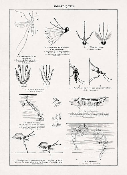 Black and white illustration from an old French dictionary about mosquitoes through four stages in its lifecycles: egg, larva, pupa, and adult.