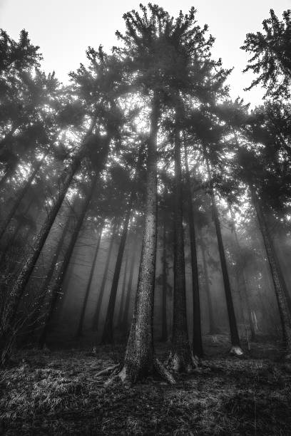 Black and white view of tall conifer trees rising into dense fog. Dramatic low angle forest scene with strong contrast, depth and mysterious atmospheric woodland mood.