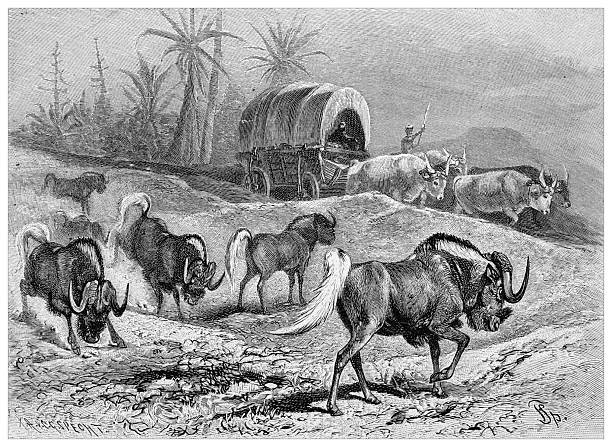 A 19th-century engraving depicts a wagon pulled by oxen, accompanied by a herd of gnus, set against a backdrop of tropical vegetation and African wildlife.