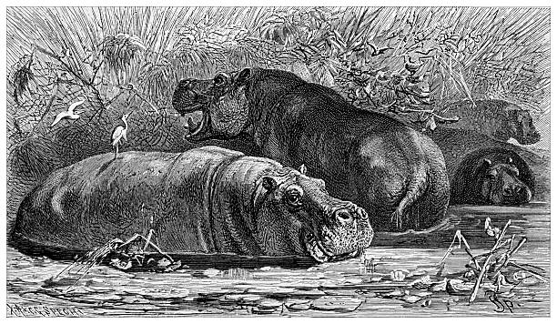 A 19th-century engraving depicts hippopotamuses in their natural habitat, partially submerged in water. Various bird species are seen around the hippos, adding to the scene's natural ambiance.
