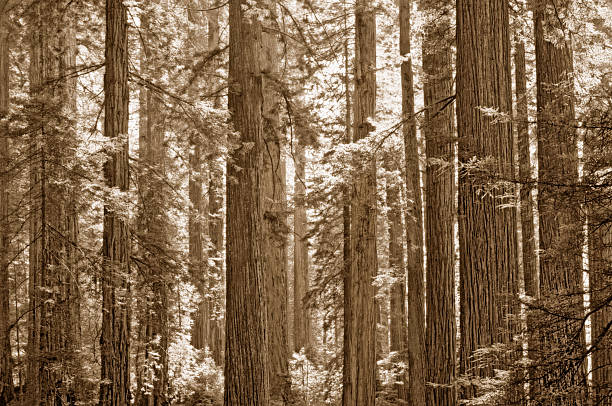 A close-up, full frame sepia-toned photograph of a redwood forest