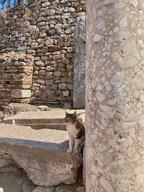 A charming scene from the archaeological site of Ephesus, Turkey, showing a calico cat sitting attentively on a weathered stone block. Next to the cat stands a large, textured marble column, with a historic stone wall rising in the background under a clear, bright sky.