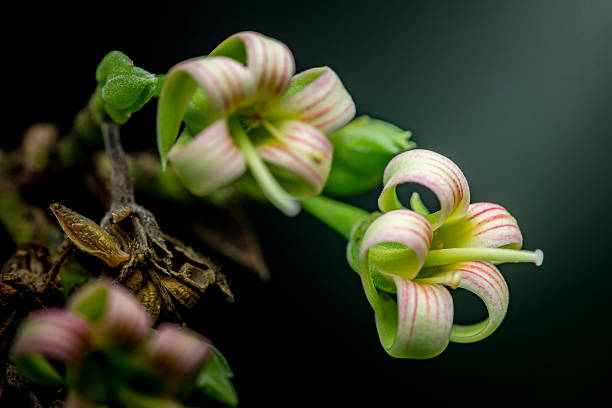 Cashew nut tree flowers blooming in macro