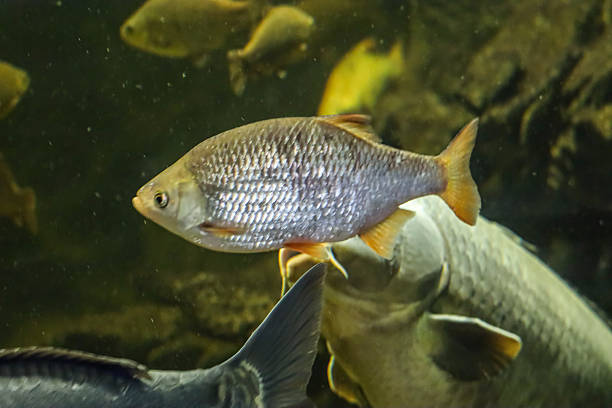 Close-up view of a single rudd fish with detailed scales swimming in murky water, surrounded by other aquatic life