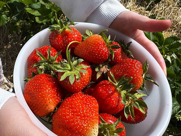 Hands holding a bowl full of strawberries