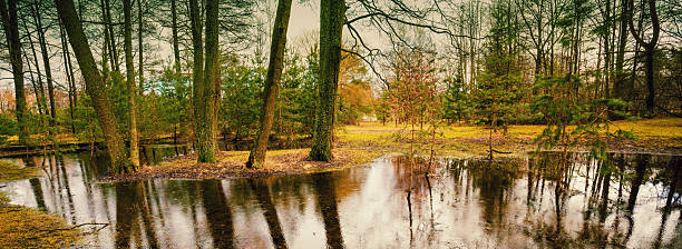 Rainy weather in the park. Reflection of trees in a puddle