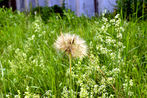 A biennial plant, salsify, at the seed stage. It is often found in meadows, fields, and along roadsides.