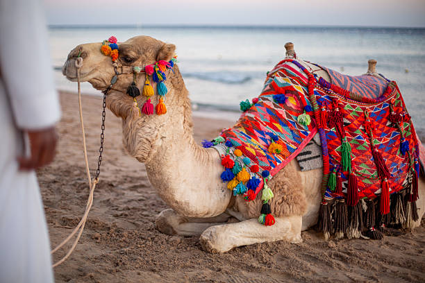 Dromedary camel decorated with a colorful blanket resting by the sea on a sandy beach