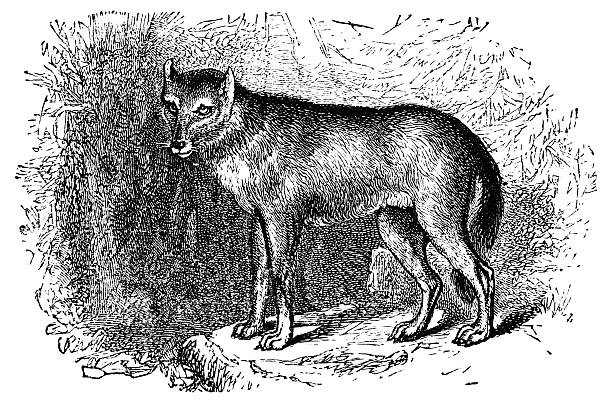 Gray Wolf (canis lupus). Vintage etching circa 19th century.