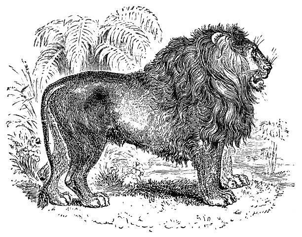 A male Lion (panthera leo). Vintage etching circa 19th century.