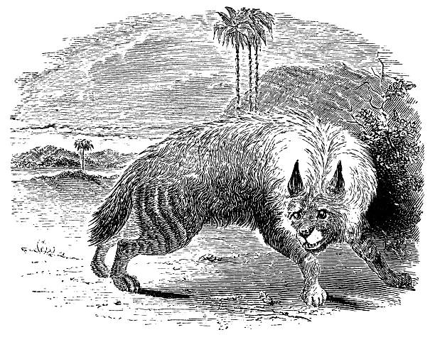 Striped Hyena (hyaena hyaena). Vintage etching circa 19th century.