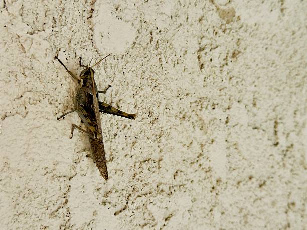 Close-up image of a large brown grasshopper clinging to a textured stucco wall while resting in the shade on a hot end of the winter day. With outdoor temperatures reaching approximately 90 degrees Fahrenheit, the insect remains still against the cooler wall surface, using the shaded area to regulate its body temperature. Its elongated body, folded wings, strong hind legs, and long antennae are sharply detailed against the neutral textured background.In the softly blurred distance, palm trees, manicured grass, and a sunlit residential walkway suggest a warm suburban environment under bright, intense sunlight. The contrast between the shaded wall and the glowing tropical backdrop highlights natural heat adaptation and survival behavior in an urban landscape.