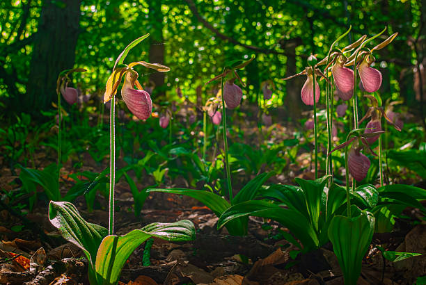 Lady Slipper flowers