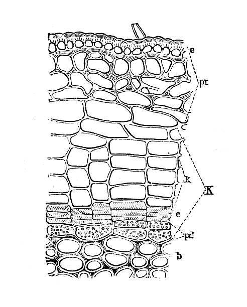 It highlights the Periderm, the secondary protective tissue that replaces the epidermis as the plant undergoes secondary growth. The illustration serves as a biological blueprint for how woody plants develop an 