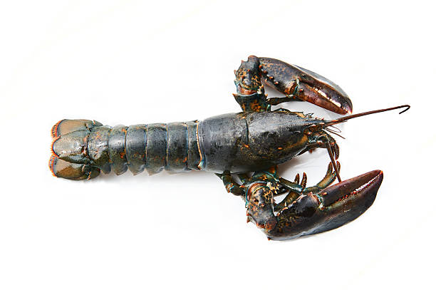 Live north american lobster on a clean white background. Fresh seafood ready for cooking or as a symbol of luxury dining