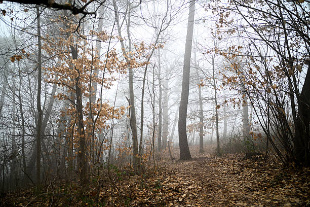 Woods filled with mist and falling leaves creating an ethereal atmosphere