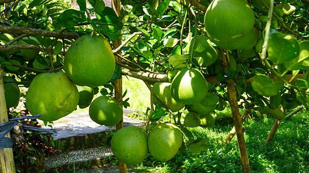 The pomelo (pummelo), or in scientific terms Citrus maxima or Citrus grandis, is the largest citrus fruit from the family Rutaceae and the principal ancestor of the grapefruit.