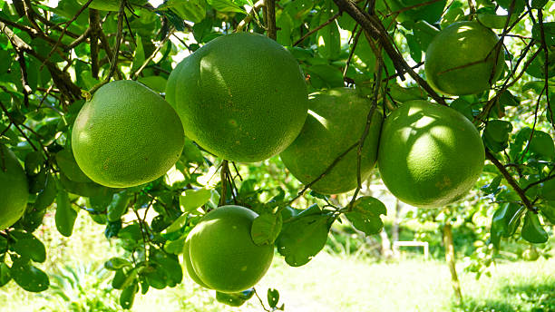 The pomelo (pummelo), or in scientific terms Citrus maxima or Citrus grandis, is the largest citrus fruit from the family Rutaceae and the principal ancestor of the grapefruit.