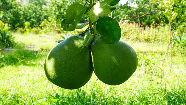 The pomelo (pummelo), or in scientific terms Citrus maxima or Citrus grandis, is the largest citrus fruit from the family Rutaceae and the principal ancestor of the grapefruit.