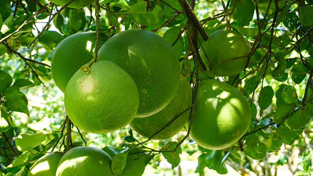The pomelo (pummelo), or in scientific terms Citrus maxima or Citrus grandis, is the largest citrus fruit from the family Rutaceae and the principal ancestor of the grapefruit.