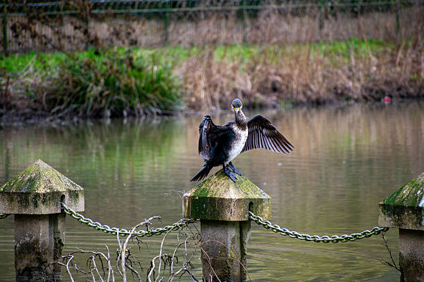A Cormorant  perched on a fence post at Highfield Park in Nottingham, UK.