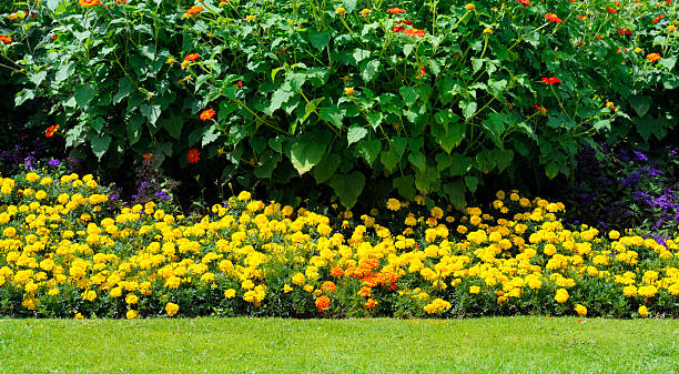 A vibrant flower bed showcases rows of bright yellow marigolds in front of lush green shrubs and a neat lawn. This sunny outdoor scene is perfect for landscaping and gardening projects.