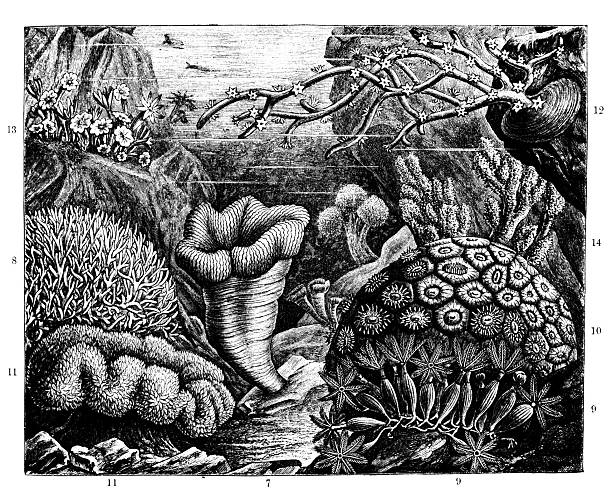 Fig. 7 (Trachyphyllia Geoffroyi): A folded, fleshy coral (folded brain coral) shown in the center foreground.Fig. 8 (Seriatopora subulata): A delicate, branching bird's nest coral on the left side.Fig. 9 (Zoanthus thalassanthus): Soft, colonial anemones appearing as small, star-like polyps at the bottom right.Fig. 10 (Astraea pallida): A massive, rounded stony coral with prominent individual polyps.Fig. 11 (Sarcophytum pulmo): A large, wavy leather coral in the lower left corner.Fig. 12 (Hyalopathes corticata): A dark, tree-like black coral extending from the top-right rock face.Fig. 13 (Sympodium fuliginosum): Encrusting soft corals shown growing on the upper left rocks.Fig. 14 (Ammothea virescens): Clumpy, soft coral structures in the mid-ground right.