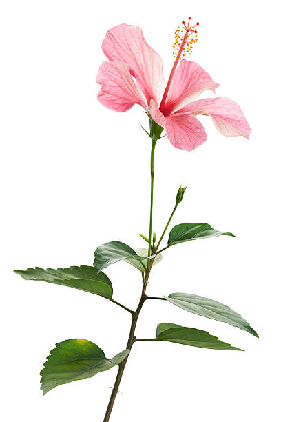 Pink Hibiscus Flowers Isolated on White Background with Clipping Path (Hibiscus rosa-sinensis)