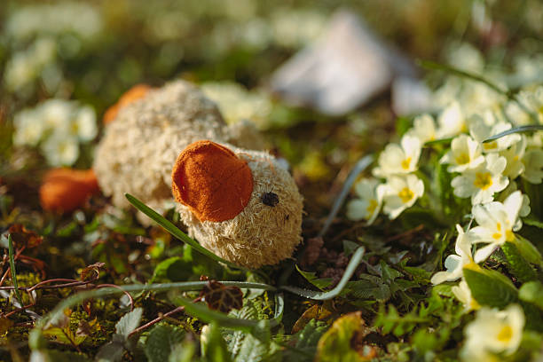 A forgotten stuffed duckling on the meadow.