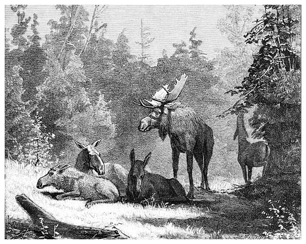 An antique engraving depicts a moose family in a forest clearing. A bull moose stands guard while cows and calves rest. The scene is rendered in black and white, showcasing a woodland environment. 19th Century Engraving.