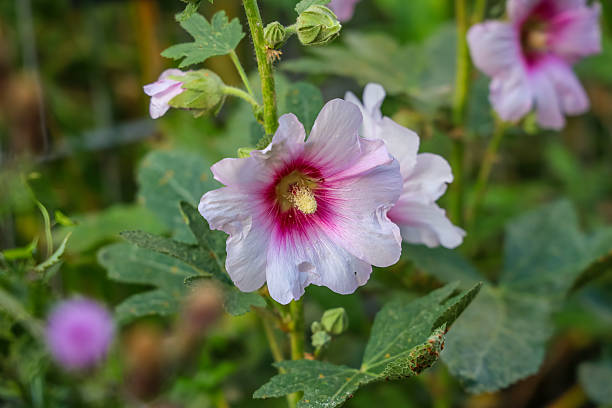 Alcea rosea, the common hollyhock, is an ornamental dicot flowering plant in the family Malvaceae.