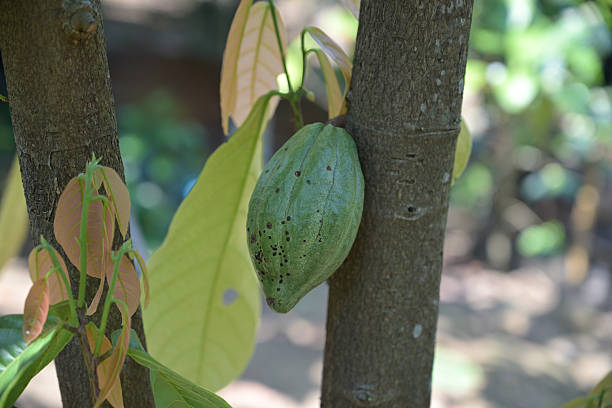 Ripe yellow cacao pod growing on cocoa tree in tropical plantation