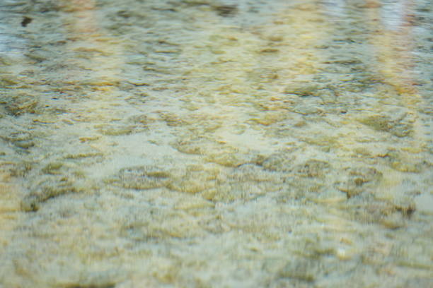 Water of a mountain stream flows over a rock and creates rapids. Solid as a rock.