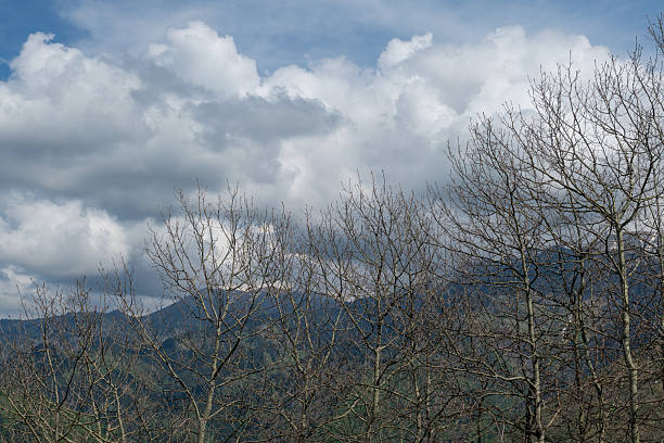 Trees without leaves in the mountains against a cloudy sky in early spring