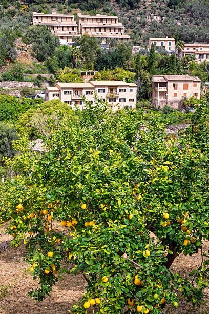 Lemons in an orchard by a village on Mallorca