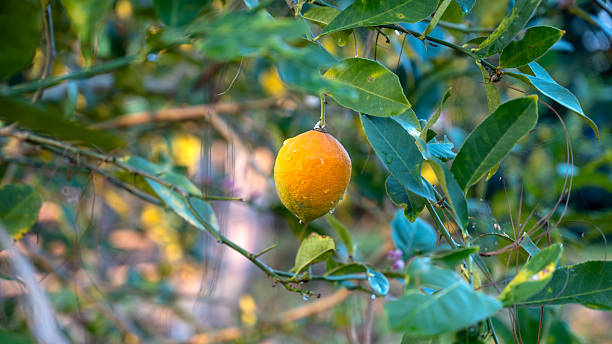 Ripe lemon fruit hanging on tree branch in garden with natural sunlight