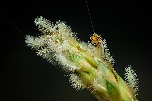 Extreme macro showing corn stigma and husk detail