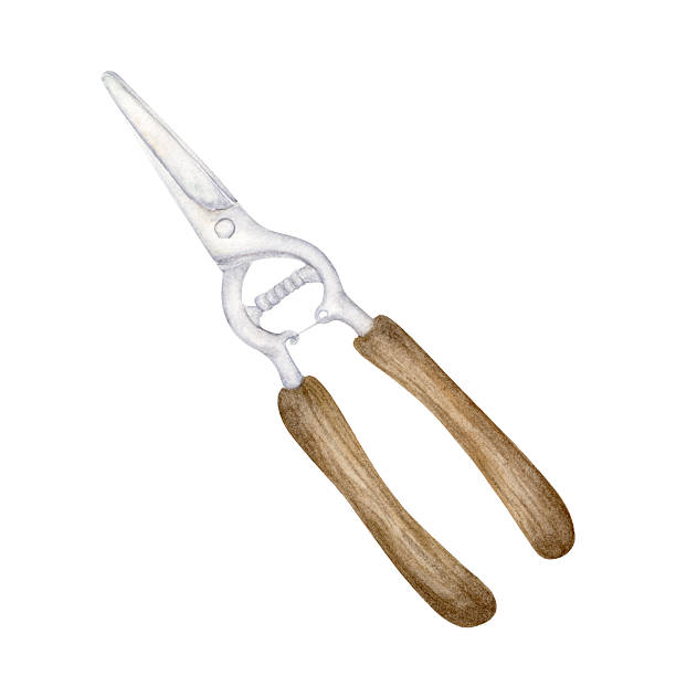 Vintage Pruning Shears Watercolor Garden Tool