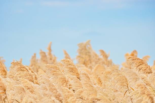 Dry reed and the blue sky background.