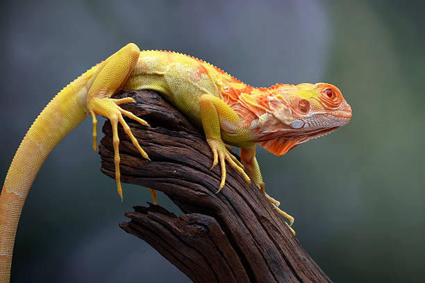 an albino iguana on a tree trunk