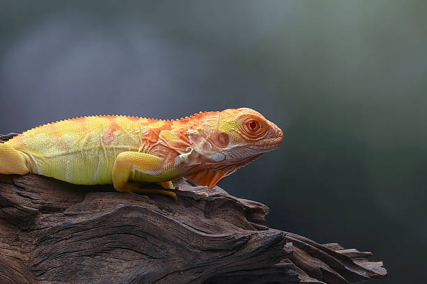 an albino iguana on a tree trunk