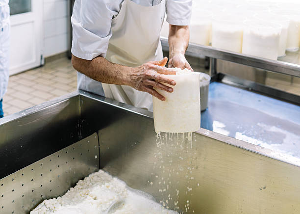 Professional cheesemaker forming fresh curd in modern dairy facility