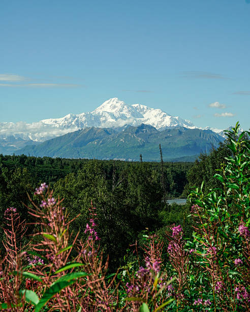 South View Of Denali Towering Behind A Lush Green Forest Full Of Fireweed On A Summer Day In Alaska