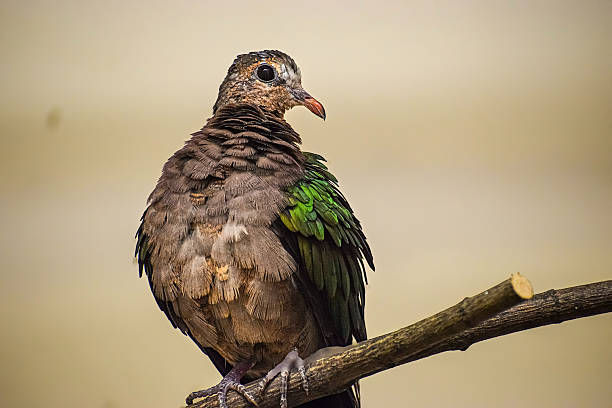A close-up profile of an emerald dove showcasing its detailed plumage and perched on a textured branch against a soft, neutral background